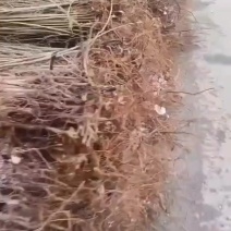 榆树苗大小规格型号都有货