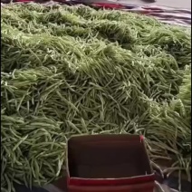 3.7号大量精品芸豆上市