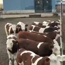 西门塔尔三代，小公牛