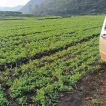 豌豆尖