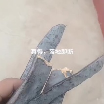 皂角6元/斤