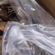 黄心一级切块育苗土豆种货源充足量大价优欢迎电话联系
