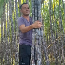 《实力商家》＞广东清远韶关甘蔗已大量上市，甜产地一手货