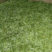 精品川茶和九号，品质保障，欢迎下单