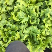 精品球生菜，基地直发，零度制冷加工，对接工厂，电商，超市