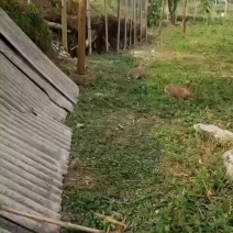 新鲜现杀兔肉天然放养顺丰包邮