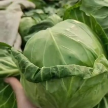 甘蓝