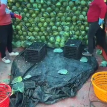精品甘蓝，大量好货，价格不高。用的联系