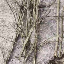 优质鬼箭羽种苗现货批发根系发达耐寒耐旱不挑土地成活率高