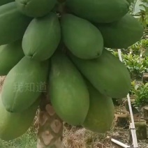 水果木瓜。大青，大白