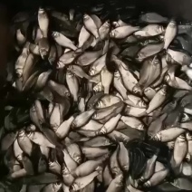 中科鲫鱼苗