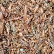 龙虾苗