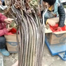 野生蕨菜重庆