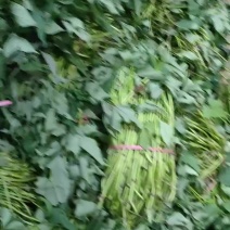 哈密冰糖心红薯种苗脱毒原种冷棚育苗，高剪苗，扩繁苗齐全