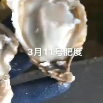 精品1.5+