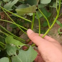 红薯苗