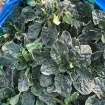 踏地菠菜供商超农贸电商平台