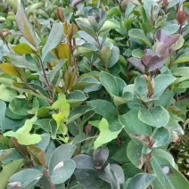 山油茶