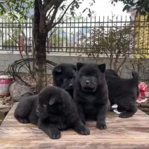 精品五黑犬疫苗驱虫已做好虎头猫耳辟邪镇宅