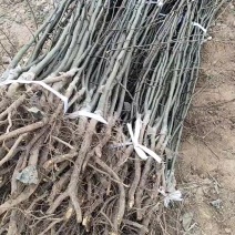 梨树，山农酥