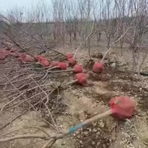 5公分杏树