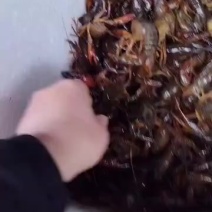 各种规格小龙虾，只支持物流