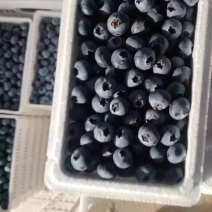 精品蓝莓，精品