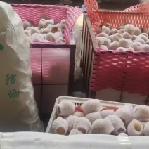 正宗
