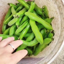 福建蚕豆大量上市，各种规格都有