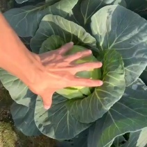 精品甘蓝，20亩，马上开园。需要的联系，价格不高