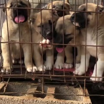 自家繁育纯种土耳其坎高犬坚决不卖给狗贩子