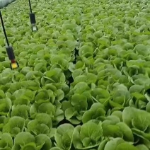鸡毛菜