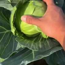 精品甘蓝，大量有货，价格低廉，用的联系