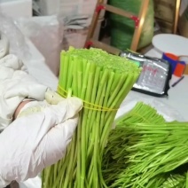 精品芦蒿嫩生生的