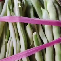 3.14号芸豆大量上市欢迎各位老板前来采购