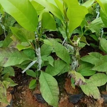玉兰花/白玉兰/正品嫁接苗白玉兰