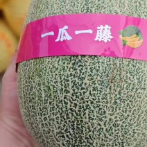 海南哈密瓜果脯**，电商，市场，代发全国，保质保量