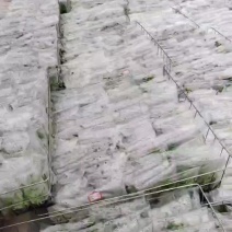 香蕉试管苗，厂家直供，品种齐全***********