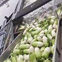 目前是中国**的萝卜