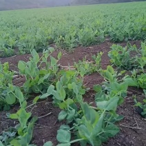 豌豆苗大量出货