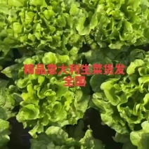 精品意大利生菜货发全国