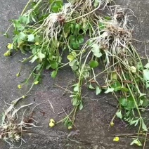 野生猫爪草苗子