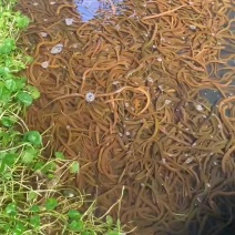 精品黄鳝苗，基地孵化渔场直供，包成活包技术指导。