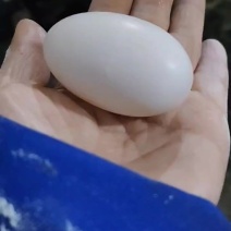 自家养殖的瑶山鸽，需要肉鸽，鸽子蛋的老板欢迎联系