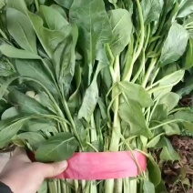 菠菜脱水菠菜