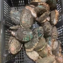 鲜活鲍鱼各种规格，支持