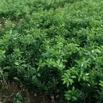 正宗容县沙田柚苗木梅州金柚苗木基地直供
