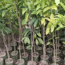 一人高/玉兰花/正品嫁接白玉兰/基地直销/20元/棵自提价