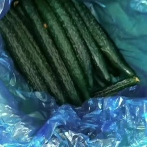 夏邑县蜜刺黄瓜大量上市了