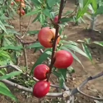大量出售油桃